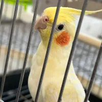 فروش پرنده