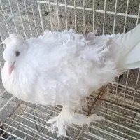 کبوترجکسون وقناری ماده