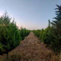 پلاک-زمین-باغی-200متری-سنددار-فرصت-عالی-زیرقیمت