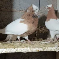 کبوتر طوقی زرد نر