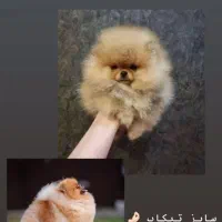 سگ پامر خرسی دوسر /سایز صفر پامر|سگ|مشهد, اقبال|دیوار