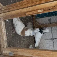 تعدادی کفتر|پرنده|مشهد, امام رضا (ع)|دیوار