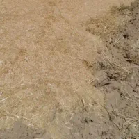 کاه جو دیم