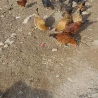 برای قیمت تماس بگیرید