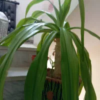 سه عدد گل سوسن 10ساله|گل و گیاه طبیعی|حمیدیا, |دیوار