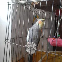 عروس هلندی|پرنده|قم, پردیسان|دیوار