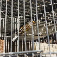 دوعدد سهره قناری سیاه مست|پرنده|مشهد, شهرک رازی (شهرک غرب)|دیوار