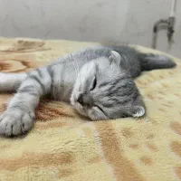 گربه اسکاتیش ۴ ماهه