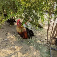 مرغ و خروس محلی
