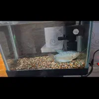 یک عدد ماهی گورامی