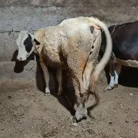 گاو گوشتی و تلیسه