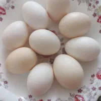 تخم مرغ محلی