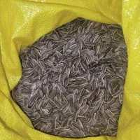 تخمه آفتابگردان خام درجه یک