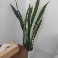 گل سانسوریا لب طلا بهمراه گلدون|گل و گیاه طبیعی|مشهد, امیریه|دیوار