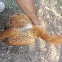 مرغ و خروس لاری|حیوانات مزرعه|رودبنه, |دیوار