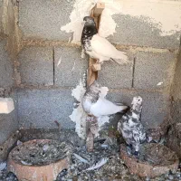 ماده کله|پرنده|شیراز, دودمان|دیوار