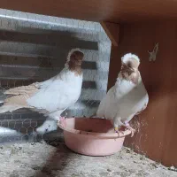 کبوتر پرستویی سالم وسلامت جفتی ۲000000تومان|پرنده|اسلام‌شهر, ملک‌آباد|دیوار