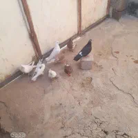کبوتر پرشی|پرنده|مسجد سلیمان, |دیوار