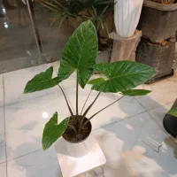 حراج گل بابا آدم تنه قرمز ارسال رایگان + هدیه|گل و گیاه طبیعی|مشهد, رستگار|دیوار