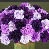 گل نرگس ..گل رز ..گل میخک گل عروس