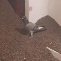 دوعدد کبوتر کفترالمانی مسافتی