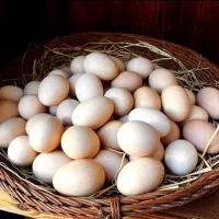 تخم نطفه دار برای دستگاه