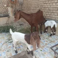 بز مطفل با ۲عدد بزغاله افغانی اصل|حیوانات مزرعه|اهواز, اهواز|دیوار