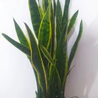 گل طبیعی فروشی