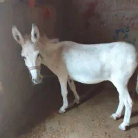 یه راس الاغ شاستی بلند گوسفندی