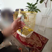 عروس هلندی سخنگو|پرنده|زرندیه, |دیوار