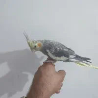 عروس حدود ۳ ماهه کاملا دستی و باهوش