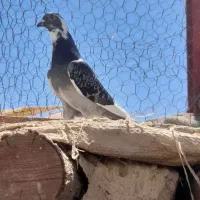 ابلغ مگس
