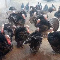 بوقلمون برنز سینه پهن