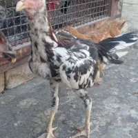 خروس و مرغ لاری