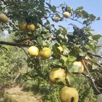 خانه باغ ویلا|فروش خانه و ویلا|لوشان, |دیوار