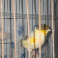 فروش دوعدد نر گلاسترشور وموزاییکی