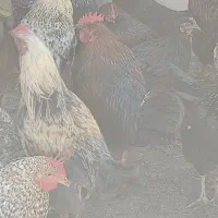 خروس درشت و جوان|حیوانات مزرعه|شاهرود, |دیوار