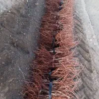 نهالستان صنوبر و گردو و بادام|خدمات باغبانی و درختکاری|بهبهان, |دیوار