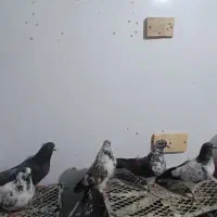 کفتر