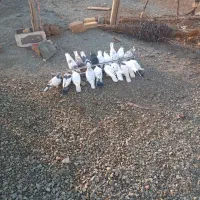 سلام ۱۰تاواروک دم بخت