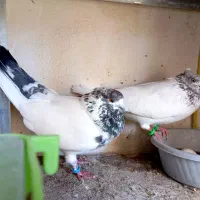 تعدادی مایع کفتر