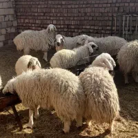 بره و بزغاله|حیوانات مزرعه|قائن, |دیوار