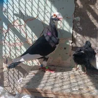 کبوتر دورگ|پرنده|کرخه, |دیوار