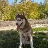 هاسکی چشم یخی