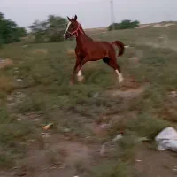 کره مادیون عرب بیمدرک