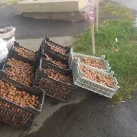 گردو|خوردنی و آشامیدنی|سلماس, |دیوار