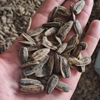 تخمه درشت S400 در طعم های مختلف محصول خوی|خوردنی و آشامیدنی|اصفهان, آزادگان|دیوار