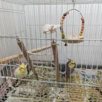 عروس هلندی نر و ماده قیمت مناسب