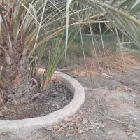 پاجوش کبکاب|گل و گیاه طبیعی|برازجان, |دیوار