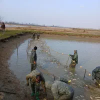 خرید و فروش ماهی کپور امور فیتوفاک و بیگهد|ماهی|رشت, بازار|دیوار